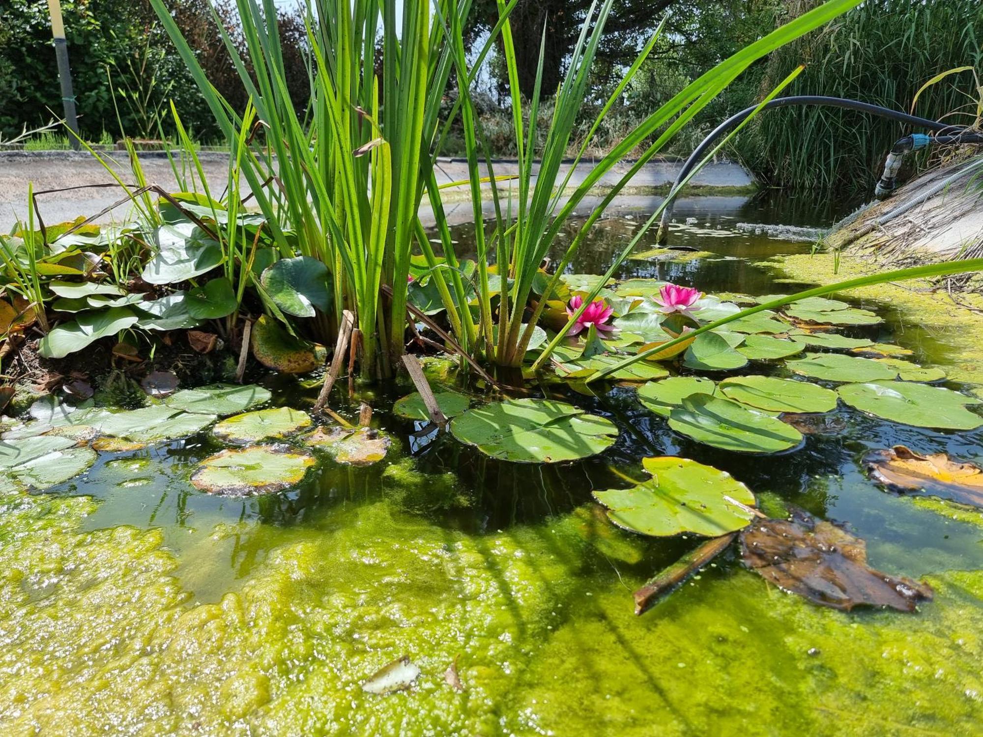 Piscina Privata Tiger Home, Toscana Capannori Zewnętrze zdjęcie